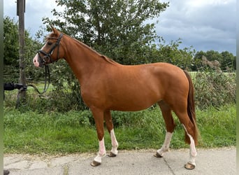 Deutsches Reitpony, Stute, 3 Jahre, 154 cm, Fuchs