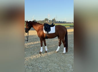 Deutsches Reitpony, Stute, 3 Jahre, 154 cm, Fuchs