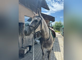 Deutsches Reitpony Mix, Stute, 3 Jahre, 154 cm, Schimmel