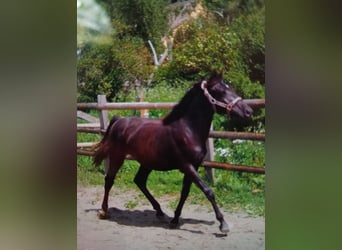 Deutsches Reitpony, Stute, 3 Jahre, 155 cm, Schwarzbrauner