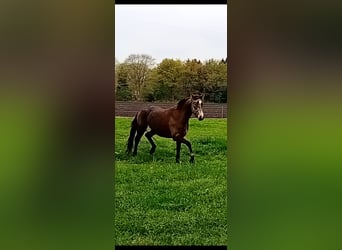 Deutsches Reitpony, Stute, 3 Jahre, 156 cm, Buckskin