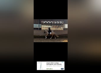 Deutsches Reitpony, Stute, 3 Jahre, 156 cm, Palomino