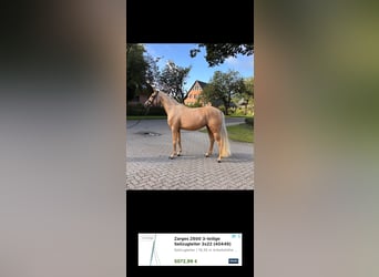 Deutsches Reitpony, Stute, 3 Jahre, 156 cm, Palomino