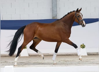 Deutsches Reitpony, Stute, 3 Jahre, 157 cm, Brauner