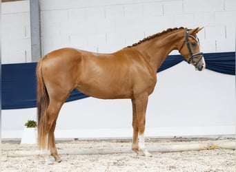 Deutsches Reitpony, Stute, 3 Jahre, 157 cm, Fuchs