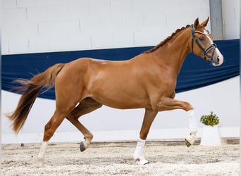 Deutsches Reitpony, Stute, 3 Jahre, 157 cm, Fuchs