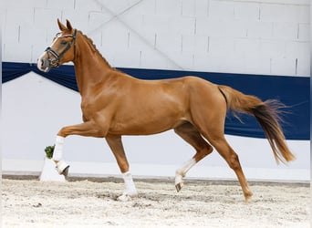 Deutsches Reitpony, Stute, 3 Jahre, 157 cm, Fuchs