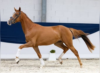 Deutsches Reitpony, Stute, 3 Jahre, 157 cm, Fuchs