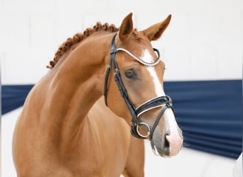 Deutsches Reitpony, Stute, 3 Jahre, 157 cm, Fuchs