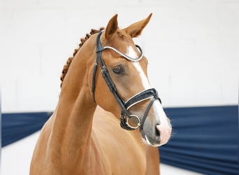 Deutsches Reitpony, Stute, 3 Jahre, 157 cm, Fuchs