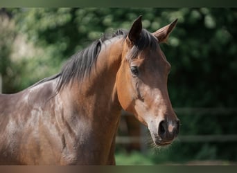 Deutsches Reitpony, Stute, 3 Jahre, 158 cm, Brauner