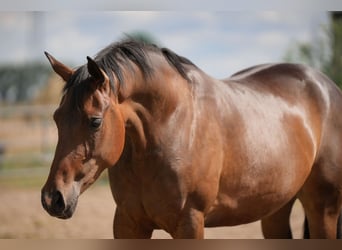 Deutsches Reitpony, Stute, 3 Jahre, 158 cm, Brauner