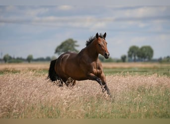 Deutsches Reitpony, Stute, 3 Jahre, 158 cm, Brauner