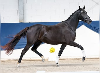 Deutsches Reitpony, Stute, 3 Jahre, 158 cm, Rappe
