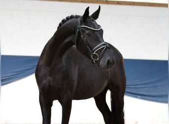 Deutsches Reitpony, Stute, 3 Jahre, 158 cm, Rappe