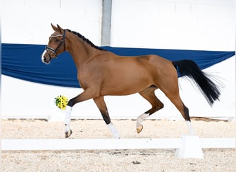 Deutsches Reitpony, Stute, 3 Jahre, 161 cm, Brauner