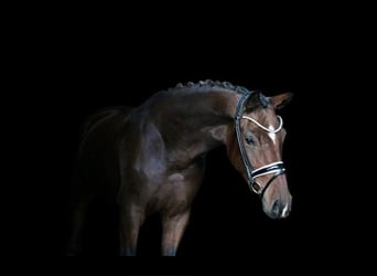 Deutsches Reitpony, Stute, 3 Jahre, 161 cm, Brauner