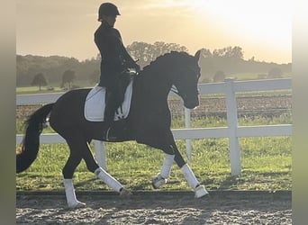 Deutsches Reitpony, Stute, 3 Jahre, 161 cm, Brauner