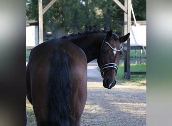 Deutsches Reitpony, Stute, 3 Jahre, 161 cm, Brauner