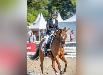 Deutsches Reitpony, Stute, 3 Jahre, Brauner