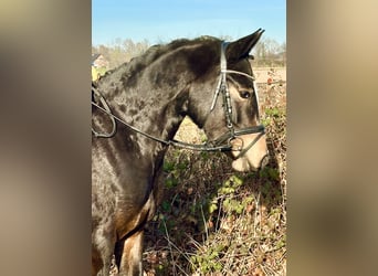 Deutsches Reitpony, Stute, 3 Jahre, Dunkelbrauner