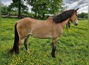 Deutsches Reitpony, Stute, 3 Jahre