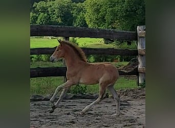 Deutsches Reitpony, Stute, 3 Jahre