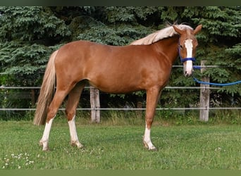 Deutsches Reitpony, Stute, 3 Jahre, Fuchs