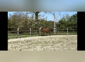 Deutsches Reitpony, Stute, 3 Jahre, Fuchs
