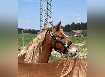 Deutsches Reitpony, Stute, 3 Jahre, Fuchs