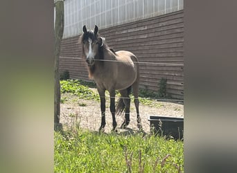 Deutsches Reitpony, Stute, 4 Jahre, 125 cm, Braunfalbschimmel