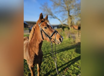 Deutsches Reitpony, Stute, 4 Jahre, 130 cm, Fuchs