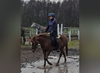 Deutsches Reitpony, Stute, 4 Jahre, 130 cm, Fuchs