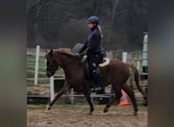 Deutsches Reitpony, Stute, 4 Jahre, 130 cm, Fuchs