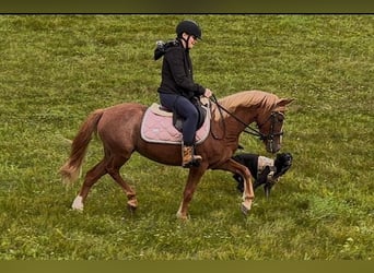 Deutsches Reitpony, Stute, 4 Jahre, 132 cm, Fuchs