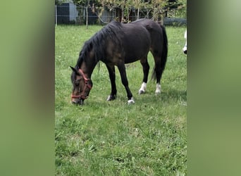 Deutsches Reitpony, Stute, 4 Jahre, 133 cm, Dunkelbrauner