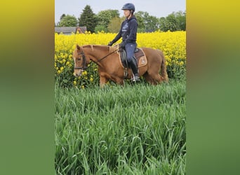 Deutsches Reitpony, Stute, 4 Jahre, 135 cm, Fuchs
