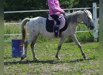 Deutsches Reitpony Mix, Stute, 4 Jahre, 135 cm, Tigerschecke