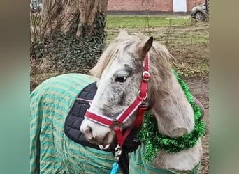 Deutsches Reitpony Mix, Stute, 4 Jahre, 135 cm, Tigerschecke