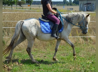 Deutsches Reitpony Mix, Stute, 4 Jahre, 135 cm, Tigerschecke