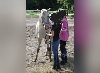 Deutsches Reitpony Mix, Stute, 4 Jahre, 135 cm, Tigerschecke