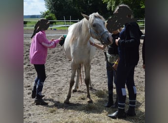 Deutsches Reitpony Mix, Stute, 4 Jahre, 135 cm, Tigerschecke