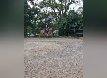 Deutsches Reitpony, Stute, 4 Jahre, 136 cm, Fuchs