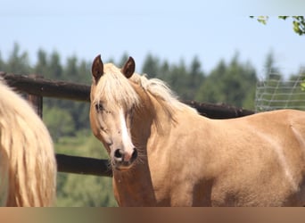Deutsches Reitpony, Stute, 4 Jahre, 138 cm, Palomino