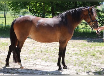 Deutsches Reitpony, Stute, 4 Jahre, 139 cm, Brauner