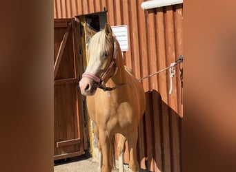 Deutsches Reitpony, Stute, 4 Jahre, 139 cm, Palomino