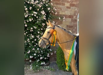 Deutsches Reitpony, Stute, 4 Jahre, 140 cm, Buckskin