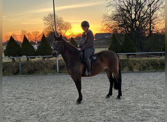 Deutsches Reitpony, Stute, 4 Jahre, 140 cm, Dunkelbrauner