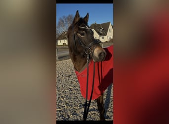 Deutsches Reitpony, Stute, 4 Jahre, 140 cm, Dunkelbrauner