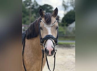 Deutsches Reitpony, Stute, 4 Jahre, 140 cm, Falbe